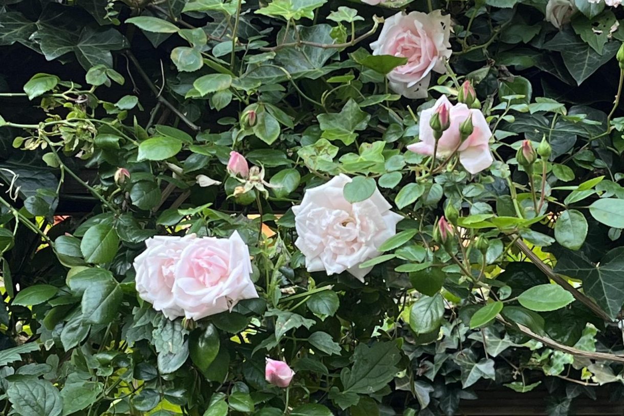 Te koop: Foto Appartement aan de Francois Maelsonstraat 38 in 's-Gravenhage