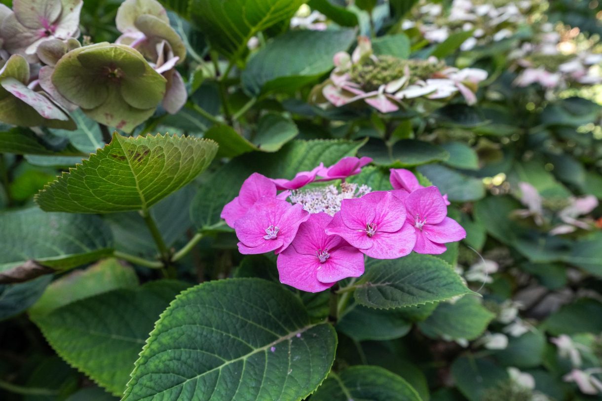 Te koop: Foto Woonhuis aan de Van Aerssenstraat 27 in 's-Gravenhage